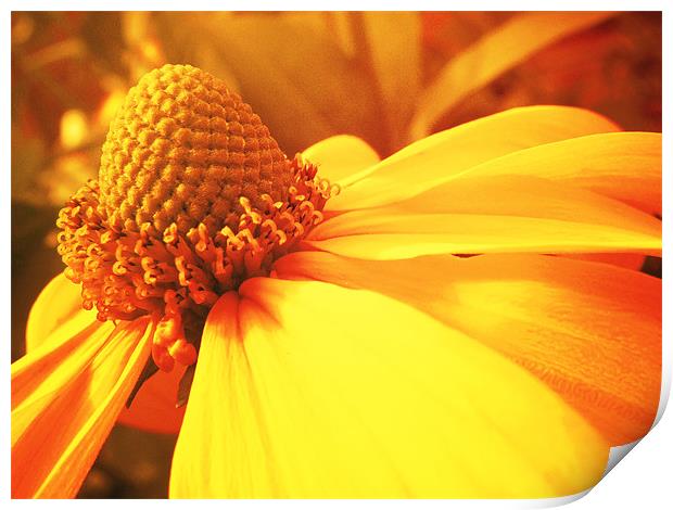 Summer Flower Print by Andrew Bailey