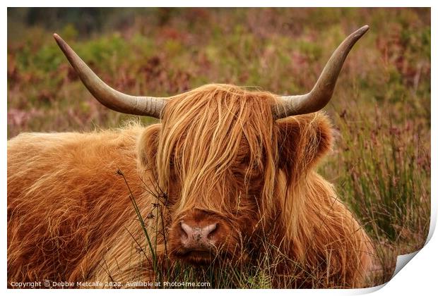 Highland Cow resting Print by Debbie Metcalfe