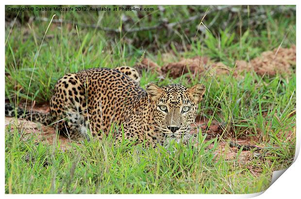 Leopard in Yala National Park, Sri Lanka Print by Debbie Metcalfe