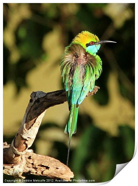 Green Bee-eater, Sri Lanka Print by Debbie Metcalfe