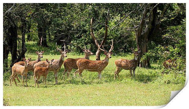 Spotted Deer, Yala, Sri Lanka Print by Debbie Metcalfe