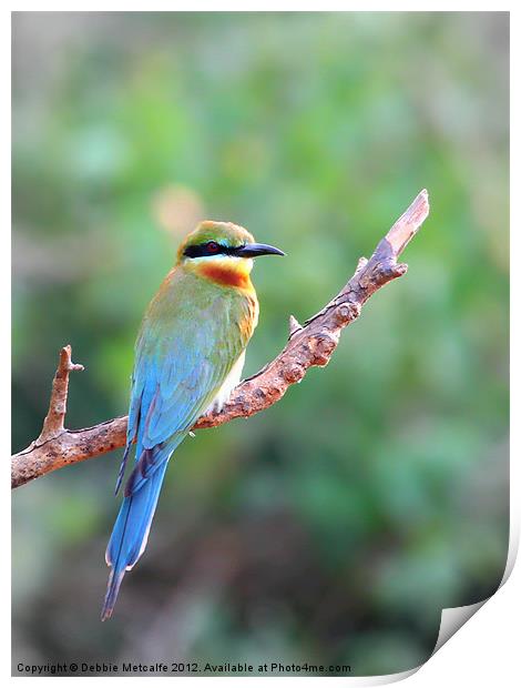 Blue tailed bee eater Print by Debbie Metcalfe