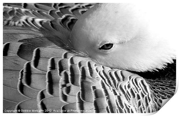 Sleepy Duck, Anatidae Anseriformes Print by Debbie Metcalfe