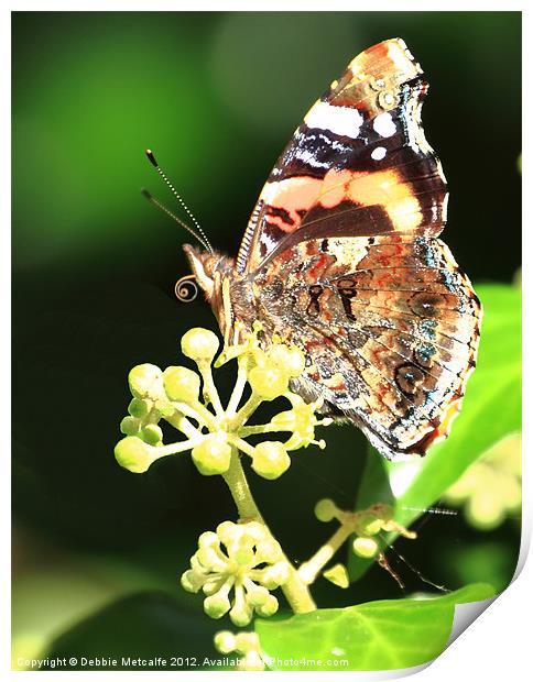 Painted lady Butterfly, Berryhead Print by Debbie Metcalfe