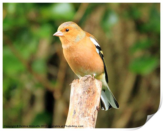 Chaffinch on look out Print by Debbie Metcalfe