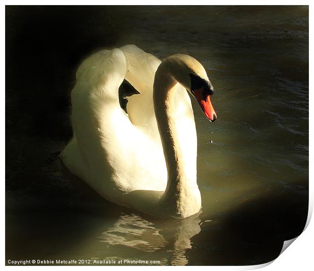 Graceful Mute Swan Print by Debbie Metcalfe