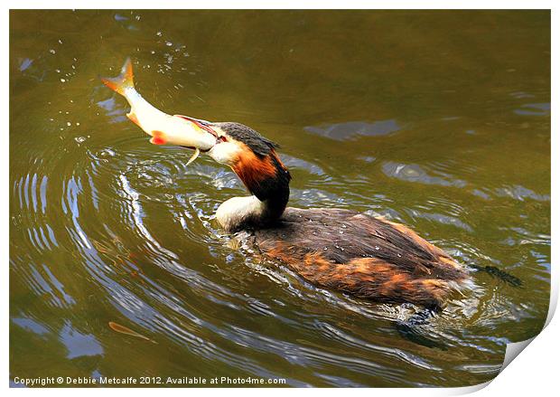 Lunch Time for the grebe Print by Debbie Metcalfe