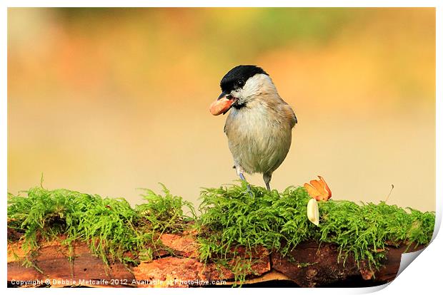 Hungry Willow Tit Print by Debbie Metcalfe