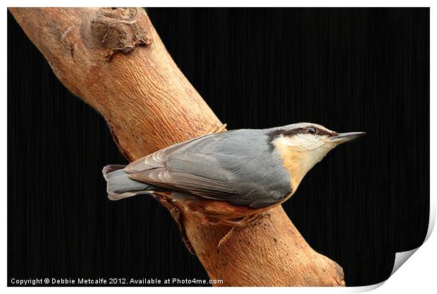Nuthatch on watch Print by Debbie Metcalfe