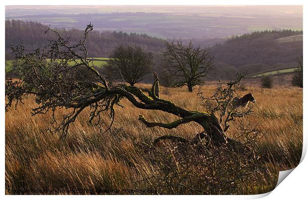Wild on Exmoor Print by Debbie Metcalfe