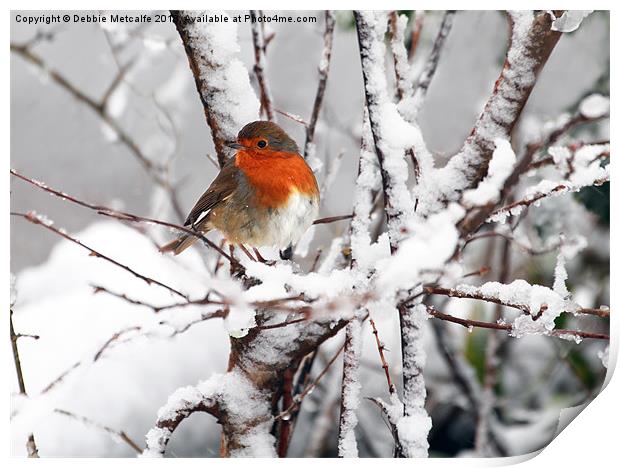 Robin in the snow Print by Debbie Metcalfe