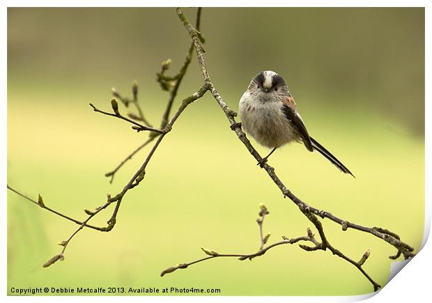 Beautiful Long Tailed Tit Print by Debbie Metcalfe