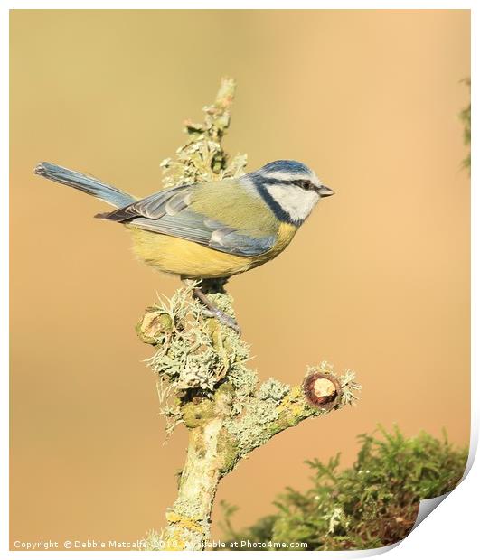 A quick rest stop for Blue tit  Print by Debbie Metcalfe