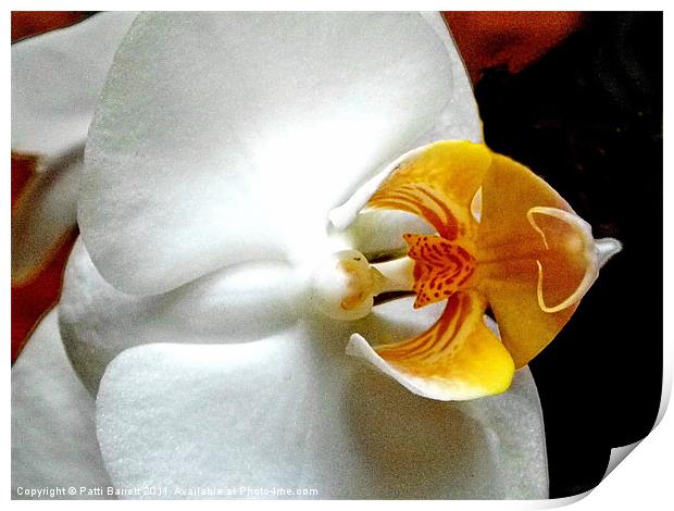 Orchid macro Print by Patti Barrett