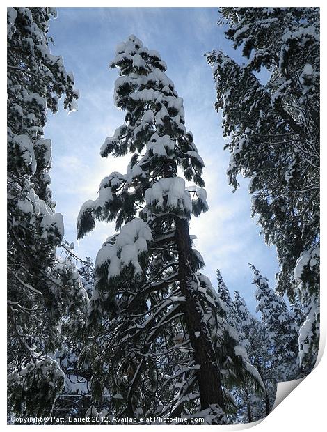 Snow Trees, sun burst Print by Patti Barrett
