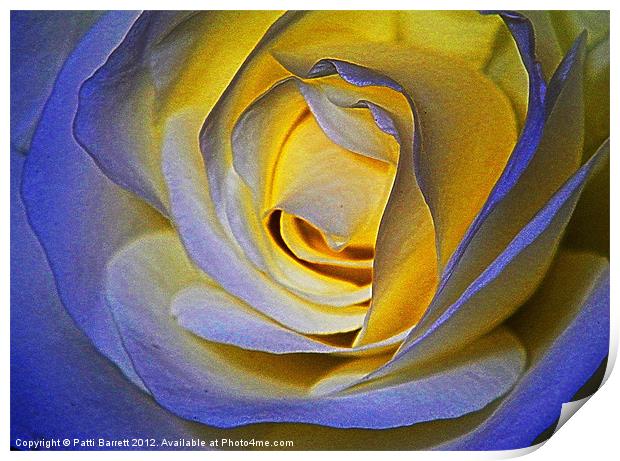 Rose in blue and gold Print by Patti Barrett