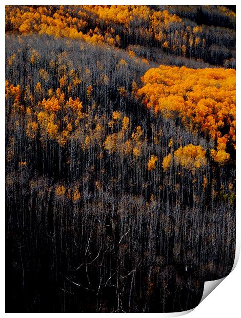  Just before winter forest in Colorado Print by Patti Barrett