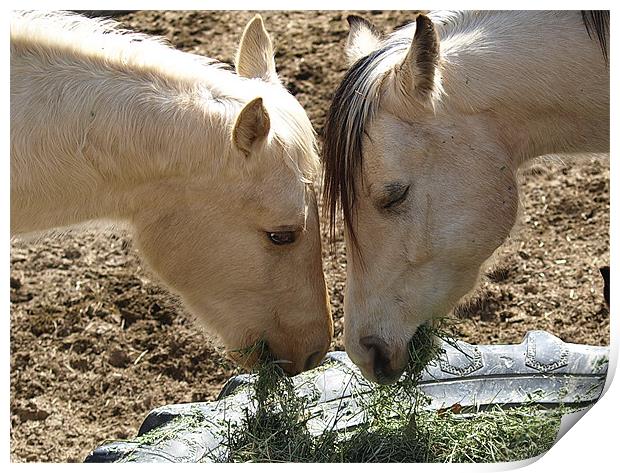 Horses sharing Print by Patti Barrett