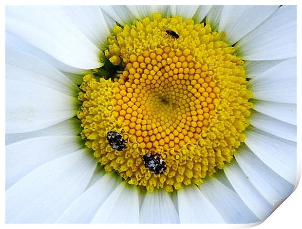 Pollen Harvest in the white daisy Print by Patti Barrett