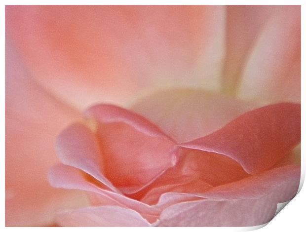 Rose pink blooming macro Print by Patti Barrett