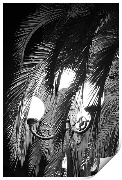 Palm & Light in San Remo Print by Benoit Charon