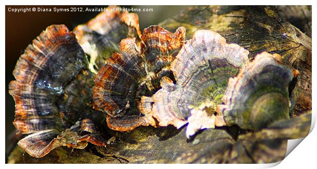 Delicate Fungi on an old tree trunk Print by Diana Symes