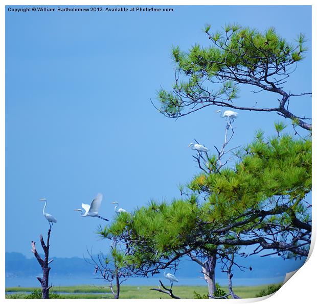 Flock of Great Egrets Print by Beach Bum Pics