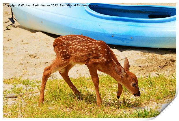 Fawn Print by Beach Bum Pics