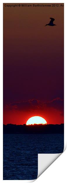 Sunset Seagull Print by Beach Bum Pics