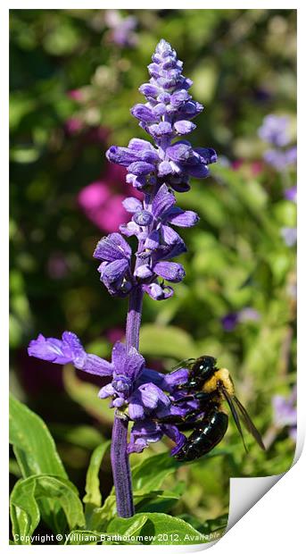 Busy Bee Print by Beach Bum Pics