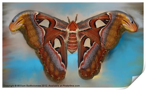Giant Silk Moth Print by Beach Bum Pics