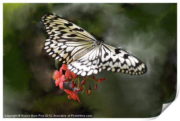 Paper Kite Butterfly Print by Beach Bum Pics
