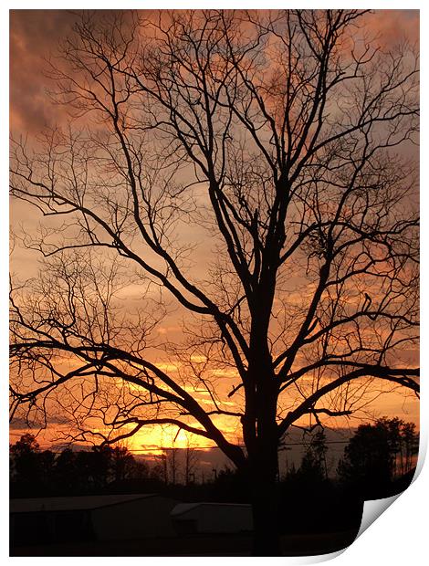 Sunset behind The Tree Print by Elizabeth Boone
