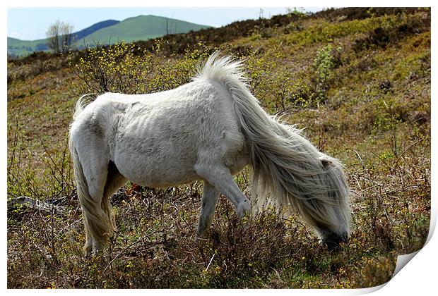 Wild Mountain Pony Print by Jed Pearson