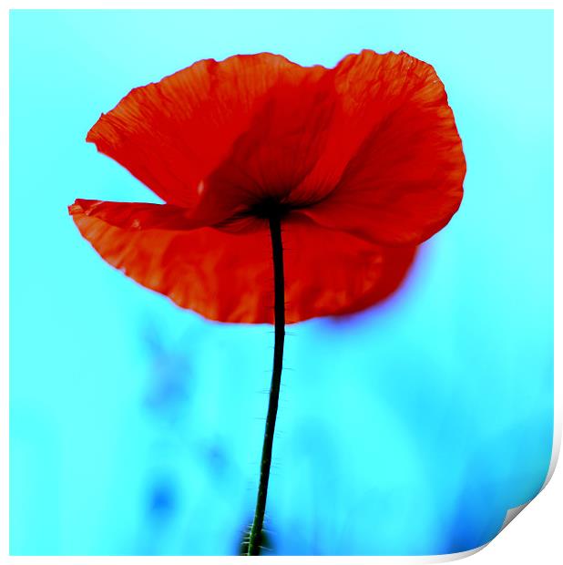 Red Poppy Print by Jed Pearson