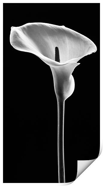 Arum Lily Print by Jed Pearson