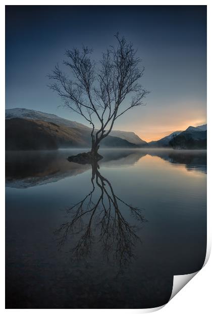 Lone Tree Print by Jed Pearson