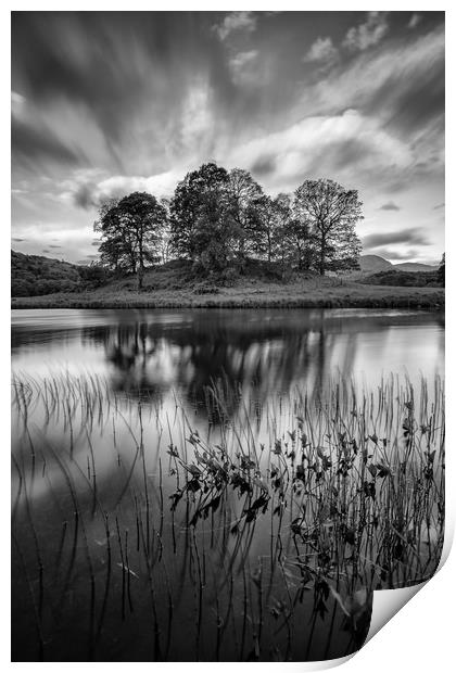 Trees at Elterwater Print by Jed Pearson