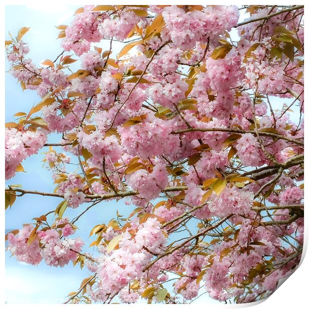 Enchanting Cherry Blossom Tree Print by Tylie Duff Photo Art
