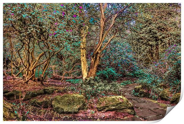 Woodland Glade in  Rosshall Park, Glasgow Print by Tylie Duff Photo Art