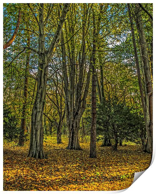 Autumn in the Woods at Rosshall Park, Glasgow Print by Tylie Duff Photo Art