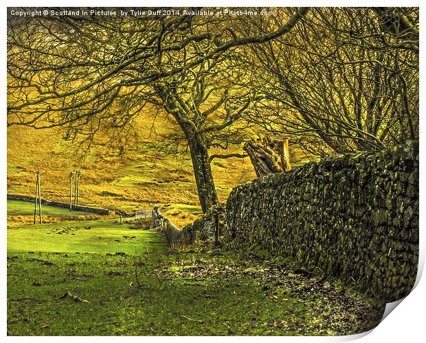 Drystane Dyke Kelburn Country Park Print by Tylie Duff Photo Art