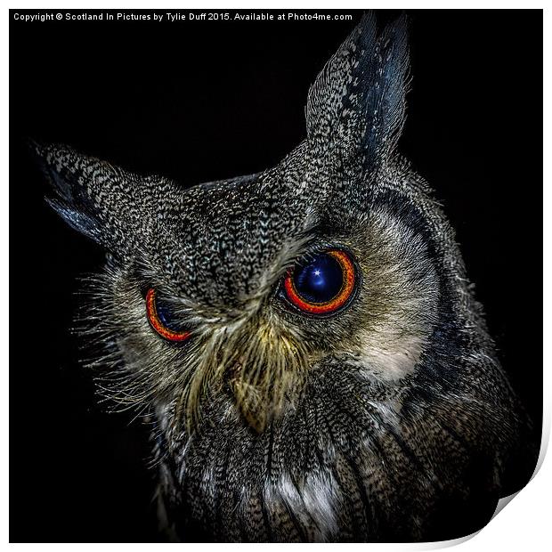  Long Eared Owl Print by Tylie Duff Photo Art