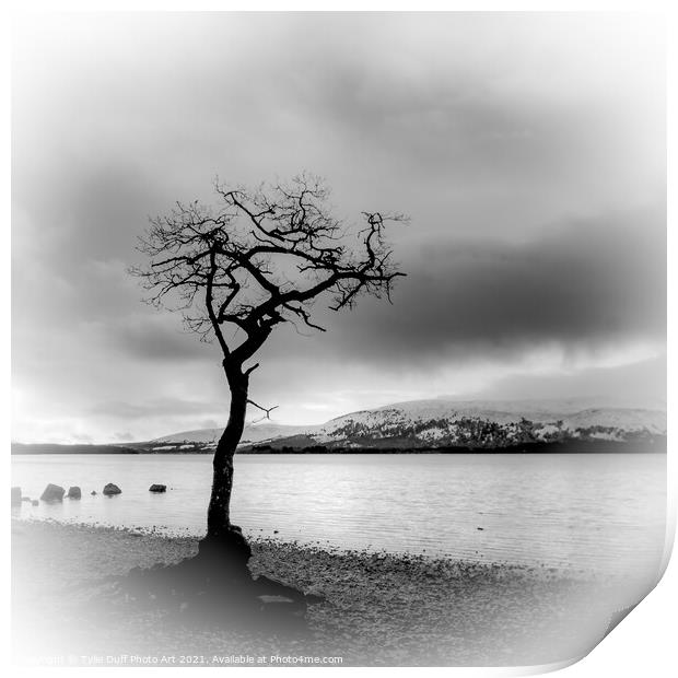 The Lone Tree At Milarrochy Bay,Loch Lomond - Black and White Print by Tylie Duff Photo Art