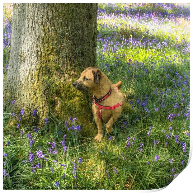 Dog Amongst The Bluebells  Print by Tylie Duff Photo Art