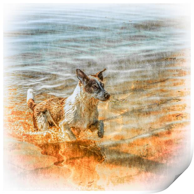 Happy Dog Enjoys A Swim in the Clyde Print by Tylie Duff Photo Art