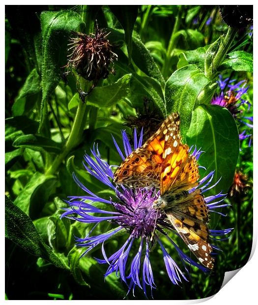 Butterflies on cornflower Print by Philip Teale