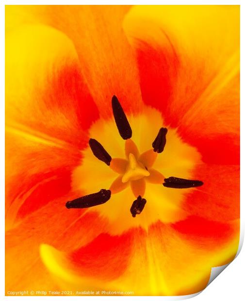 Flower Close-Up Print by Philip Teale