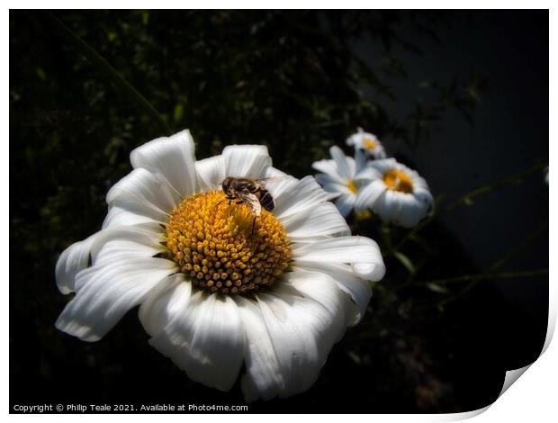 Honey Bee On Flower Print by Philip Teale