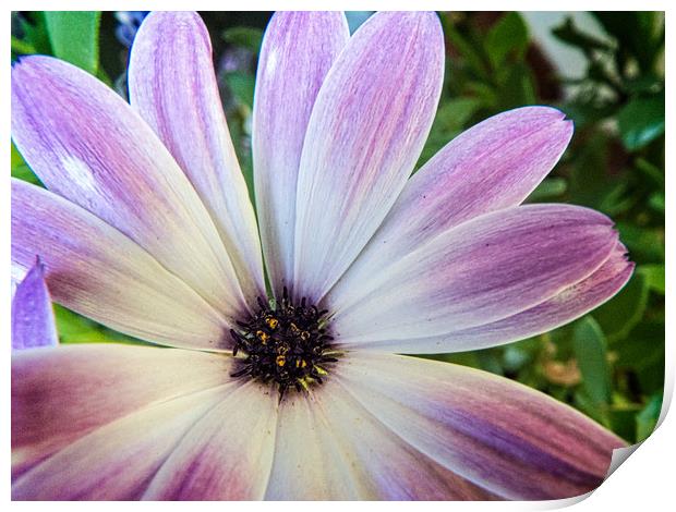 African daisy Print by Philip Teale